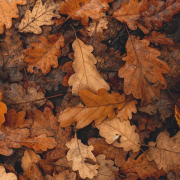 October : Roots and Renewal